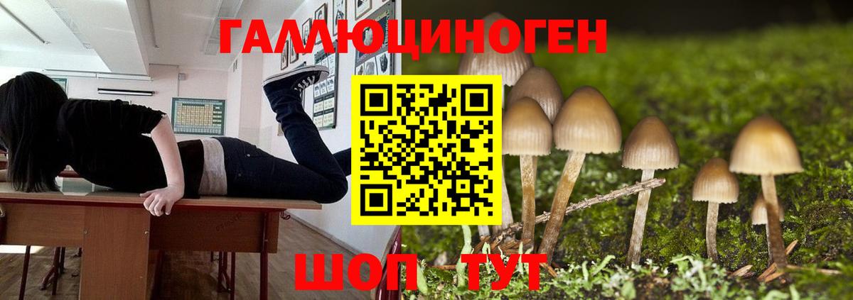 Псилоцибиновые грибы Psilocybine cubensis Менделеевск